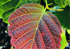 Natural Skincare Benefits of Witch Hazel