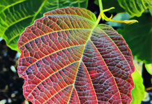 Natural Skincare Benefits of Witch Hazel