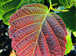 Natural Skincare Benefits of Witch Hazel