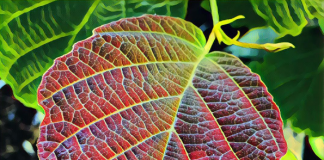 Natural Skincare Benefits of Witch Hazel