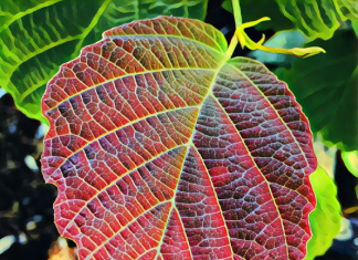 Natural Skincare Benefits of Witch Hazel